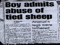 SheepNews.jpg